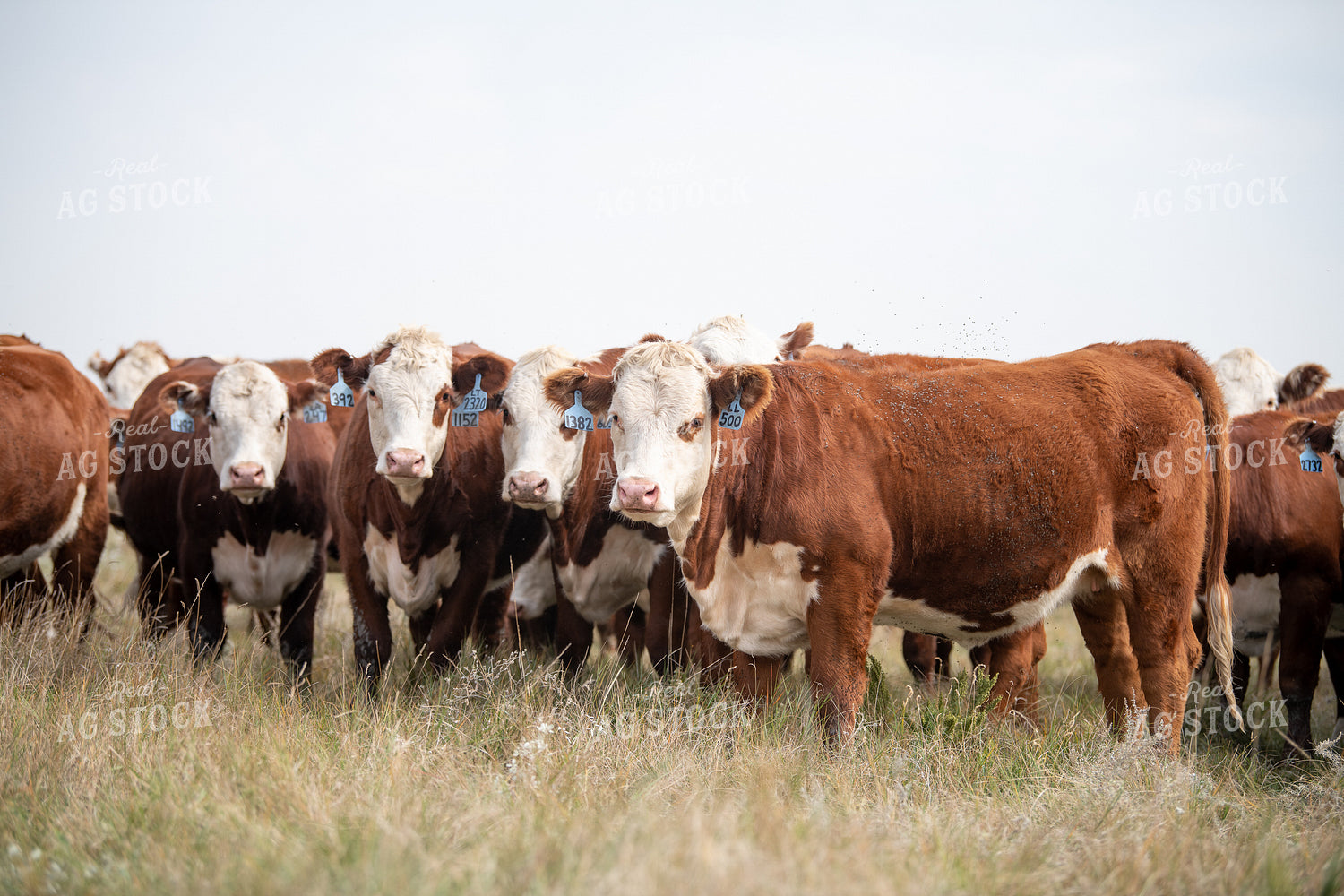 Hereford Cattle 212000