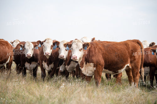 Hereford Cattle 212000