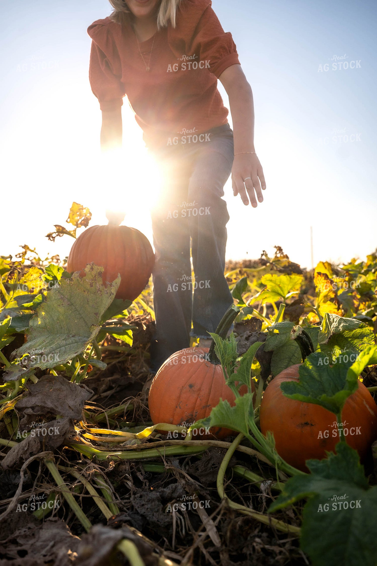 Farmer in Pumpkin Patch 115862