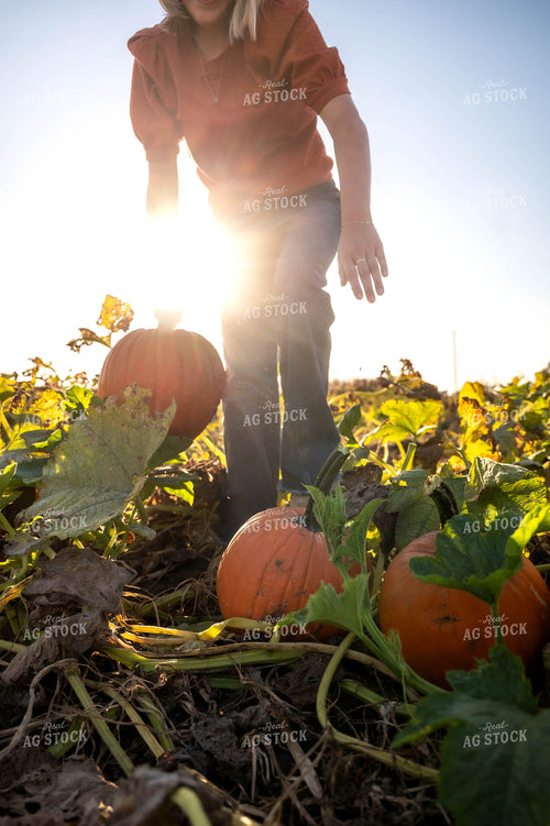 Farmer in Pumpkin Patch 115862