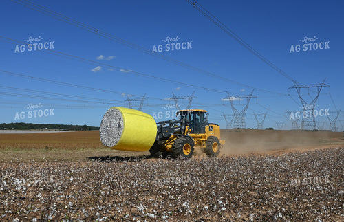 Cotton Harvest 149028