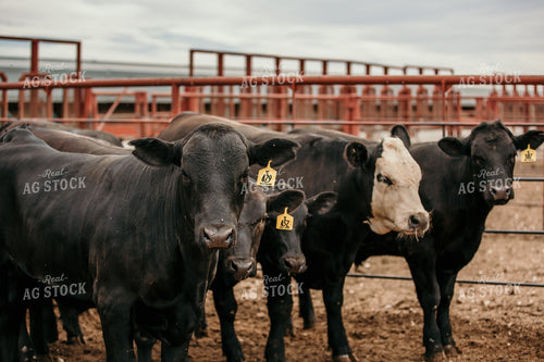 Cattle in Farmyard 98028