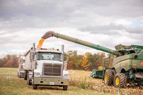 Corn Harvest 270649