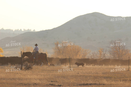 Rancher and Dog with Angus Cattle 63021