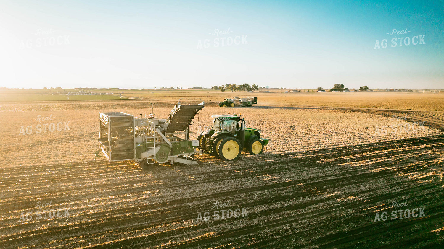 Onion Harvest 56713