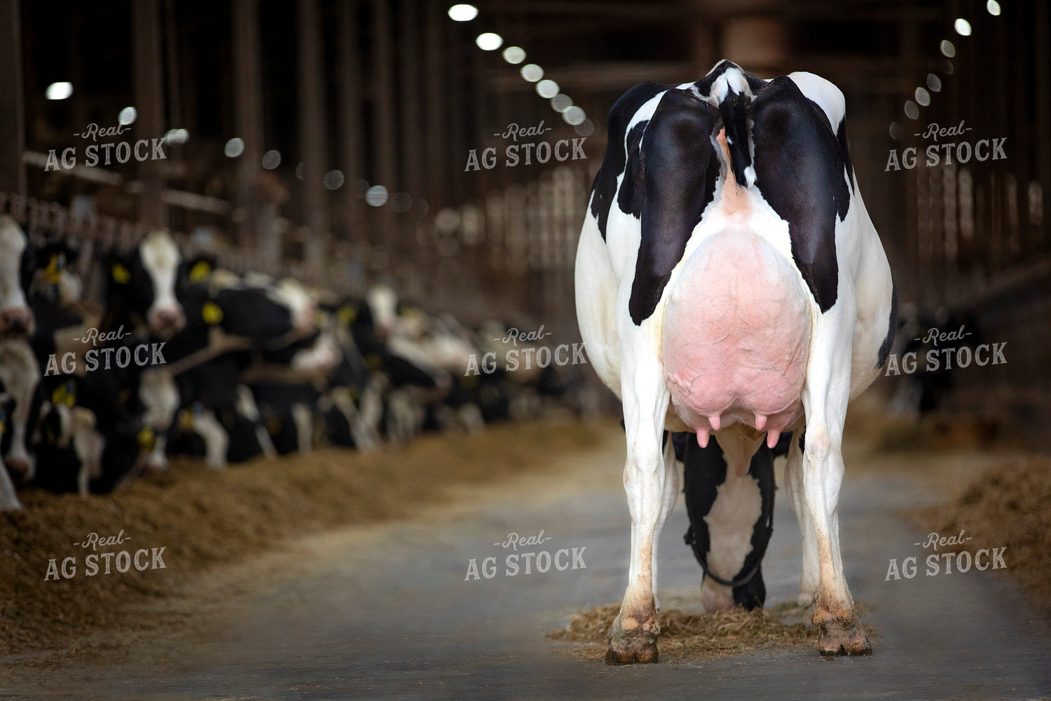 Holstein Cattle 55253