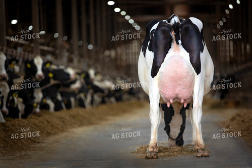 Holstein Cattle 55253