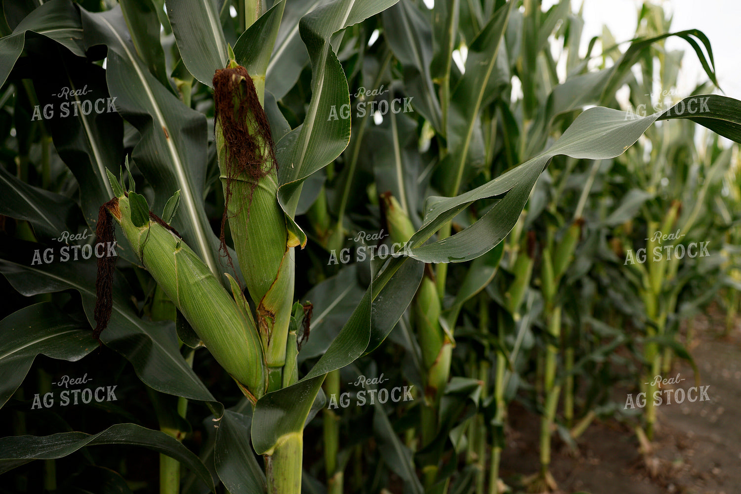 Mid-Season Corn Field 129132