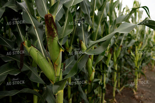 Mid-Season Corn Field 129132