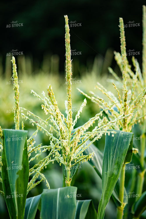 Sweet Corn Tassels 136111