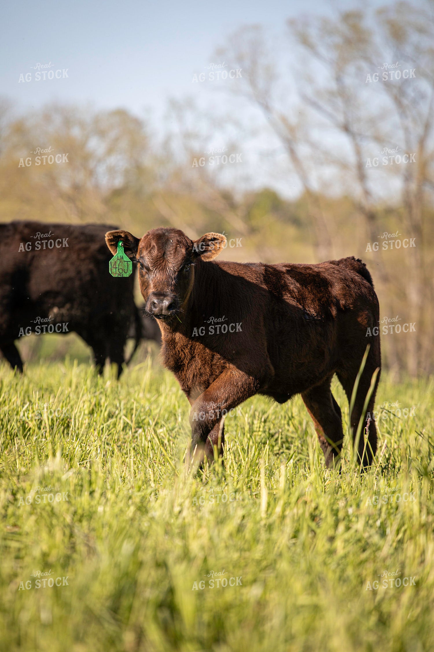 Black Angus Calf on Pasture 160394