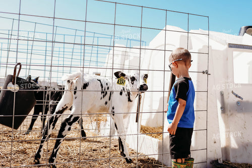Farm Kid with Holstein Calf 152097