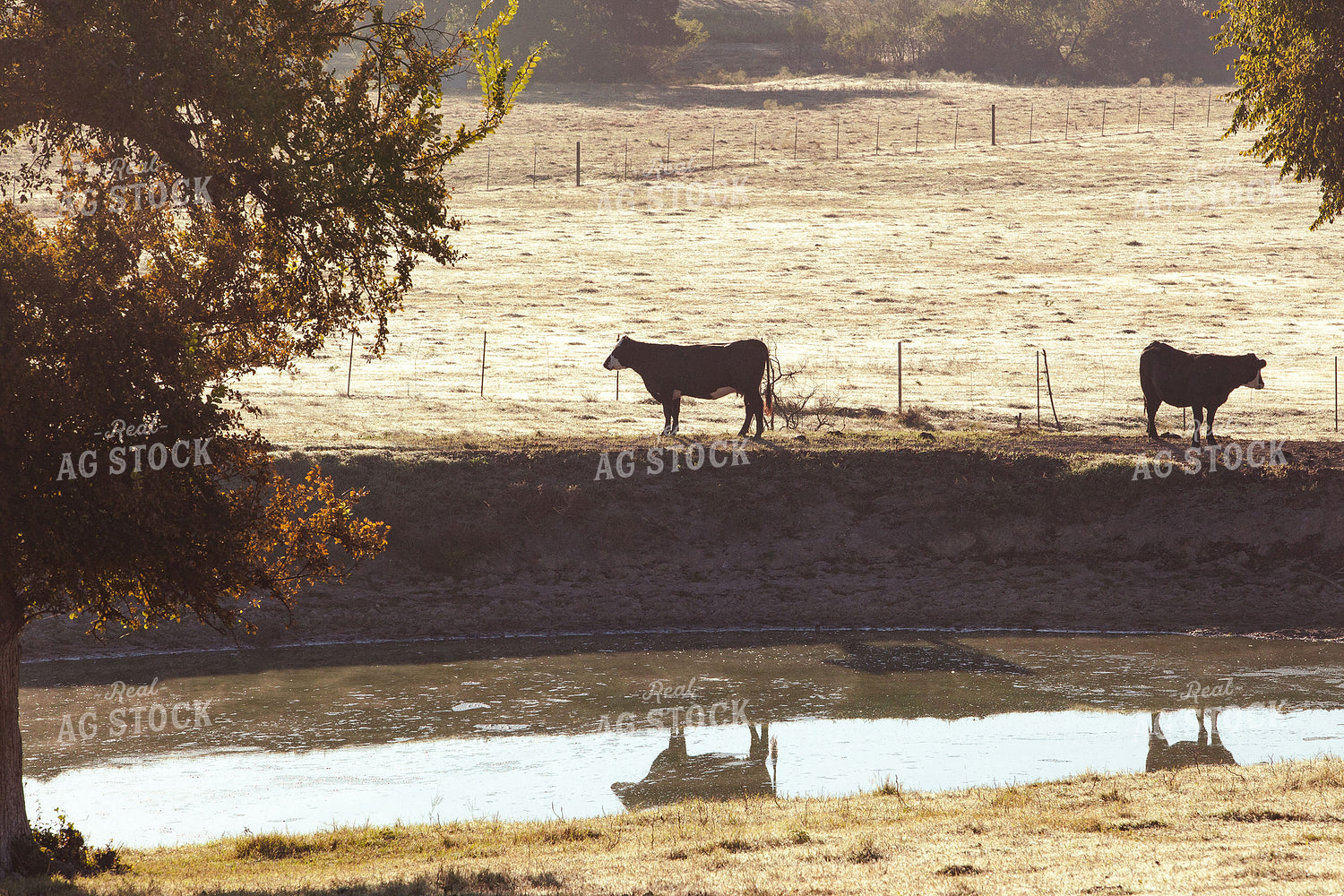 Cattle in Pasture 81060