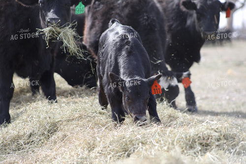 Angus Calf Playing in Hay 117202