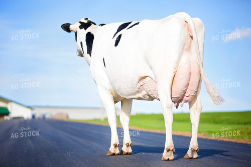 Holstein Cow 55342