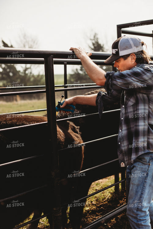 Rancher Working Cattle 203030