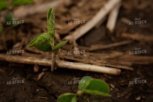 Early Season Soybeans 9689