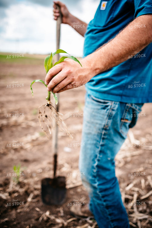 Close Up of Farmer's Hands Checking Root System of Early Growth Corn in Field 56673
