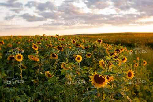 Sunflowers 2049