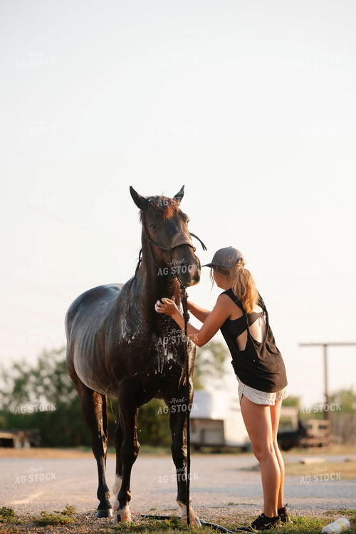 Washing Horse 205102