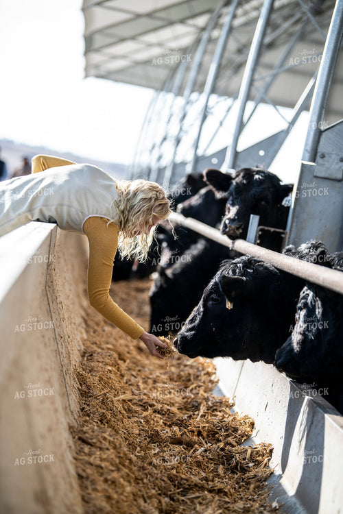 Farmer Feeding Angus Cows 197021