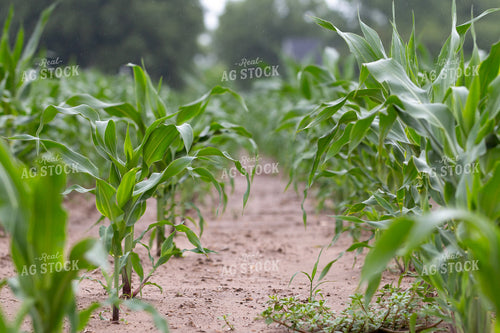 Mid-Season Corn Field 157217