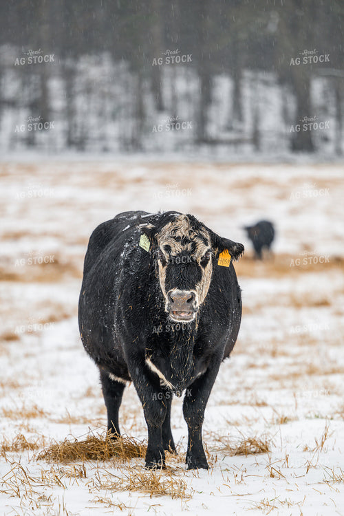 Cattle on Snowy Pasture 192026