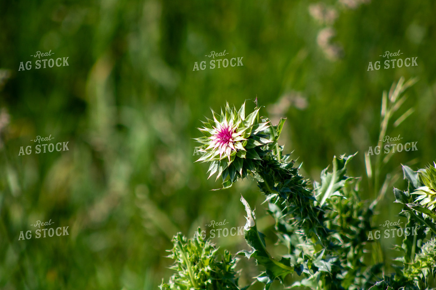 Musk Thistle 214280