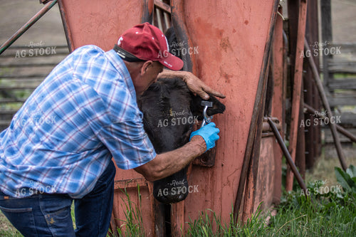 Tattooing Waygu Cattle 188017