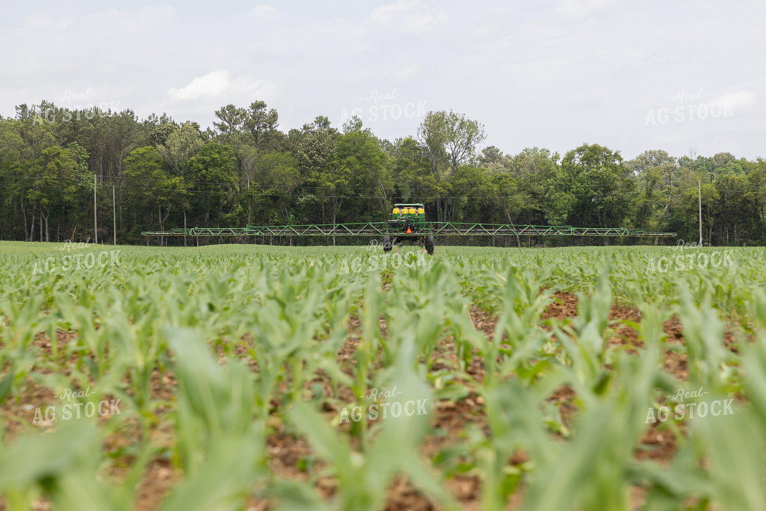 Spraying Corn 79799