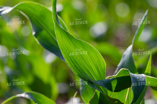 Close Up of Corn Leaves 79286