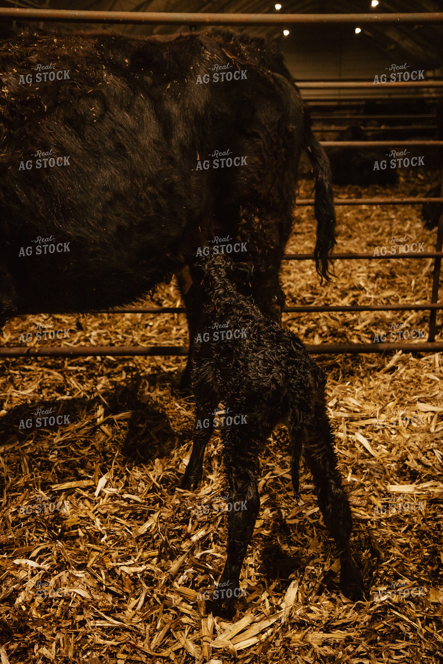 Newborn Calf and Cow 67595