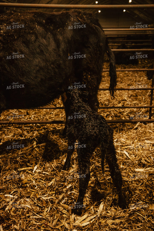 Newborn Calf and Cow 67595