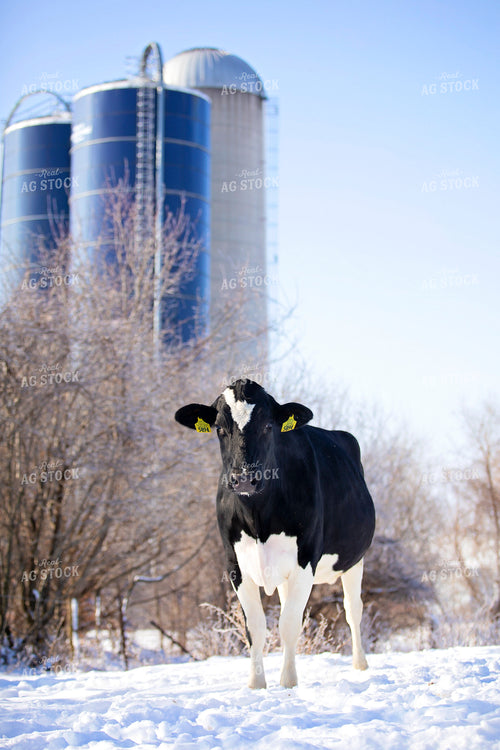 Holstein Cattle in Snow 55386