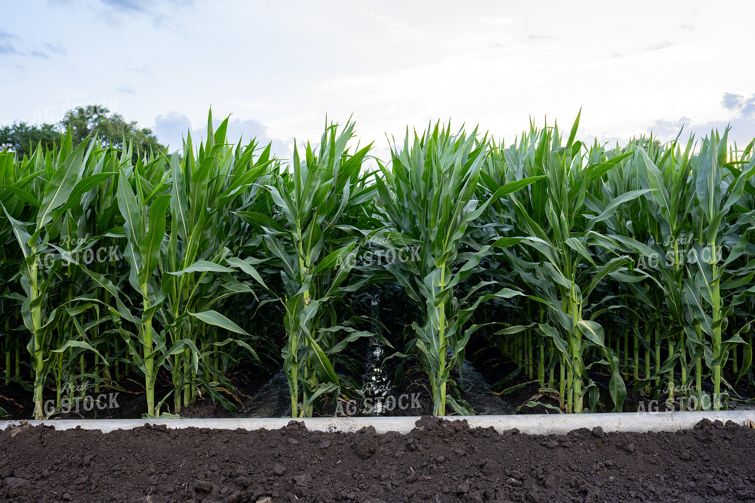 Gated Irrigation in Corn Field 65879
