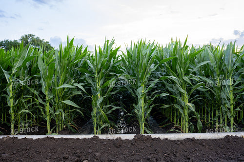 Gated Irrigation in Corn Field 65879