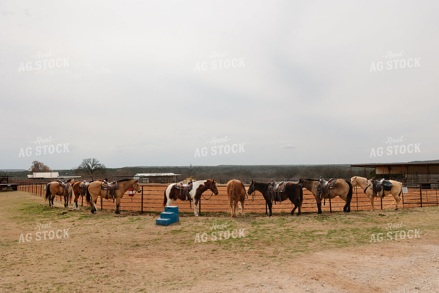 Horses for Trail Ride 205115