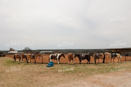 Horses for Trail Ride 205115