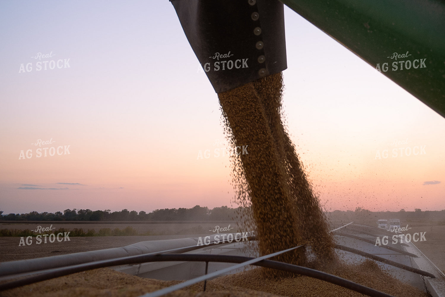 Soybean Harvest 129076