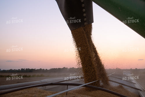 Soybean Harvest 129076