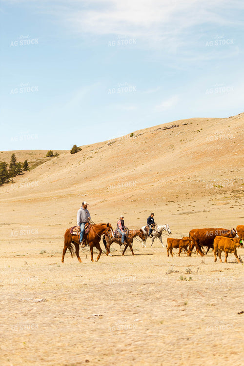 Ranchers Gathering Cattle on Horseback 97192