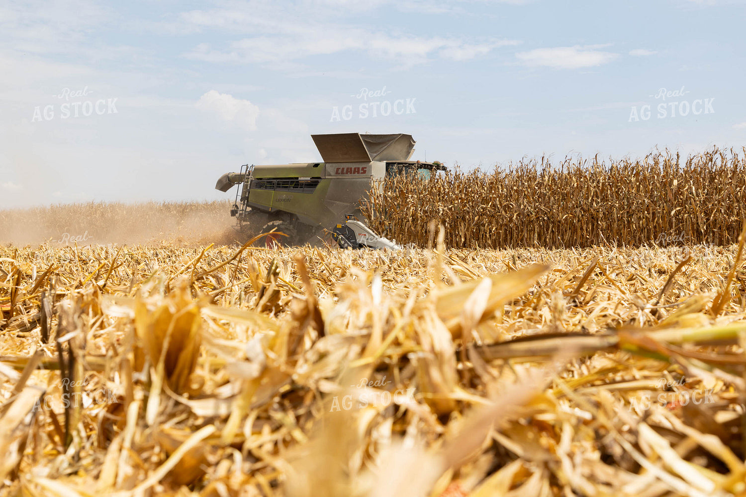 Corn Harvest 79717
