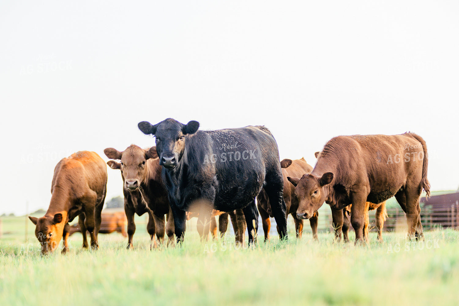 Angus Cattle in Pasture 131021