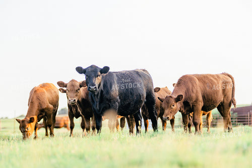 Angus Cattle in Pasture 131021