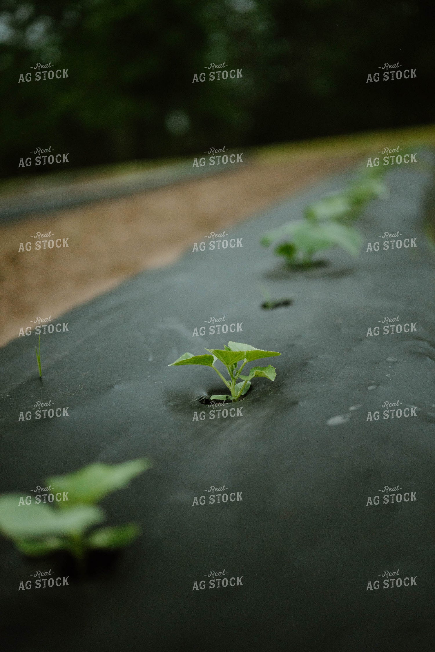 Cucumbers in Plasticulture 125244