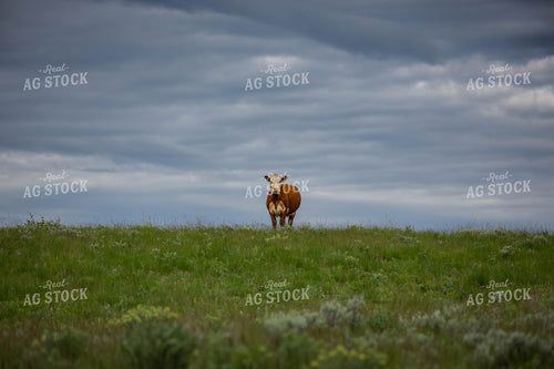 Hereford Cow 81040