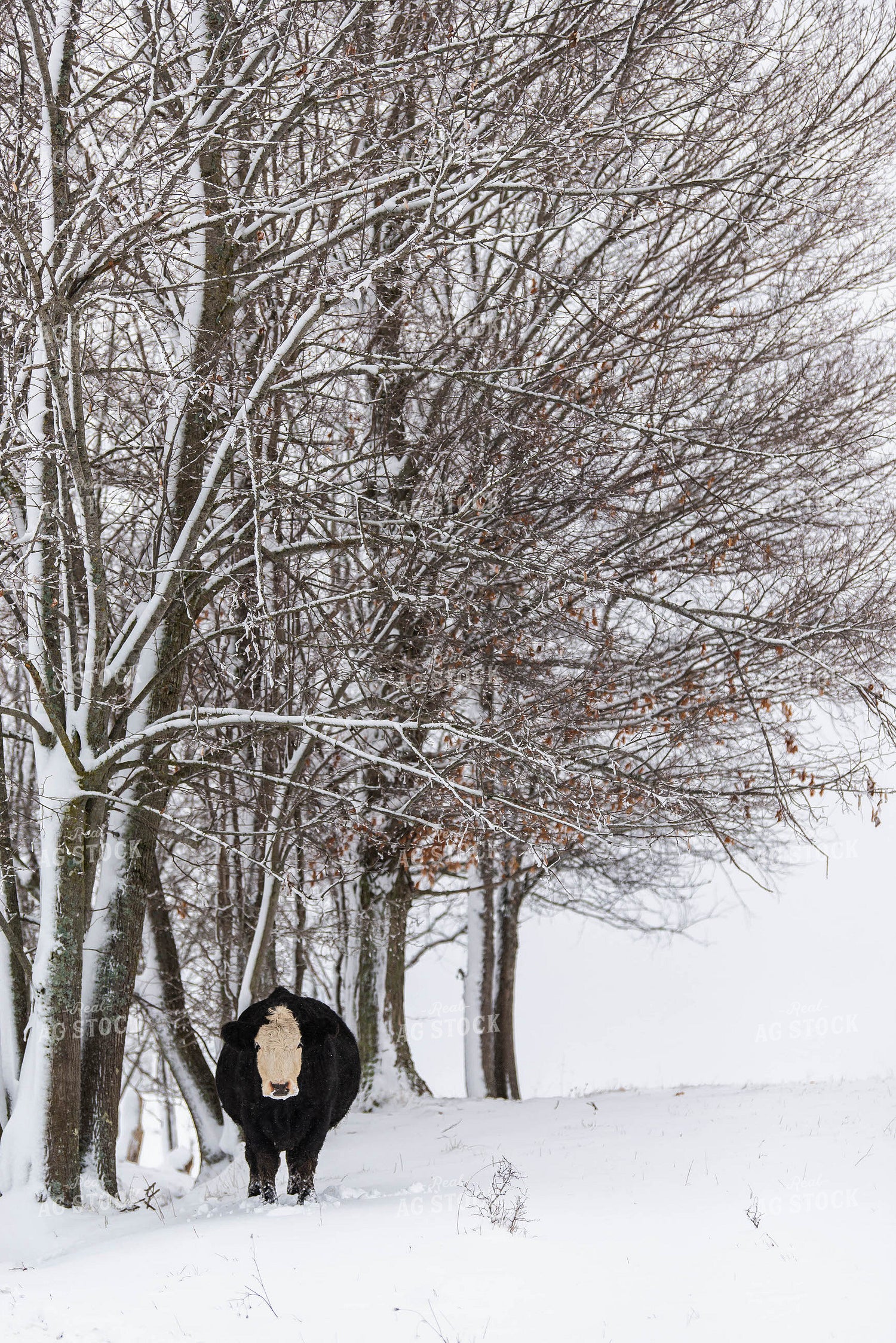 Black Baldy Cow in Snowy Pasture 96004