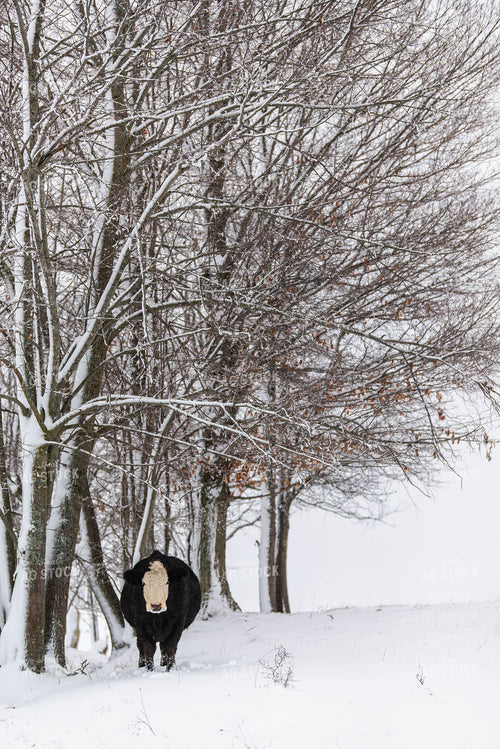 Black Baldy Cow in Snowy Pasture 96004