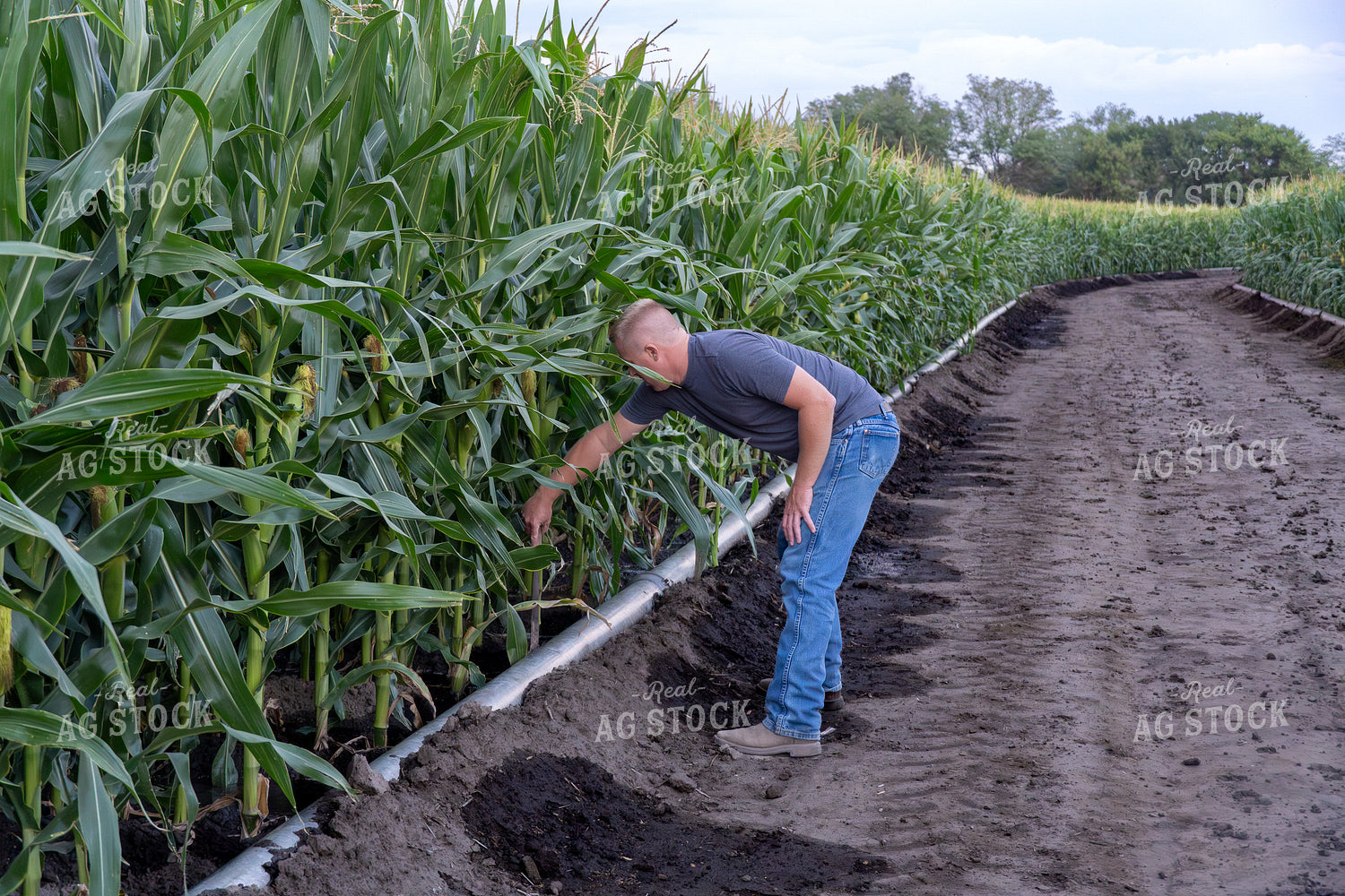 Checking Corn 65442