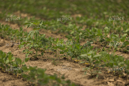 Soybean Field 8024